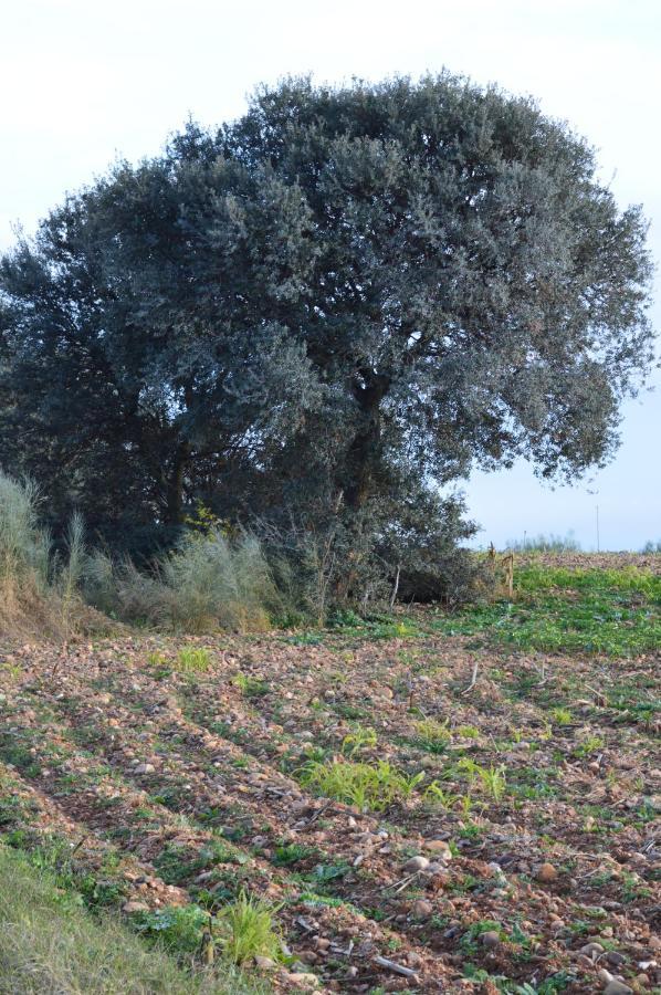 Posada La Reja Malpica de Tajo Exteriör bild
